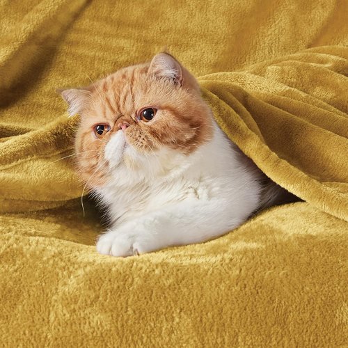 Bedsure GentleSoft Fleece Throw Blanket - XL 300GSM Plush & Cozy in Yellow | Perfect for Bed, Sofa, Travel (50x70 inches)